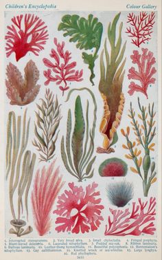 an illustration of corals and seaweed