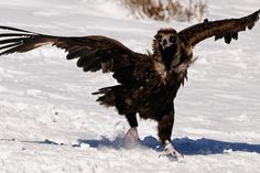 a large bird with its wings spread out in the snow