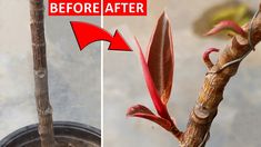 before and after pictures of a tree with red leaves on it's branches that have been wilted