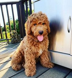 a brown dog sitting on top of a wooden deck