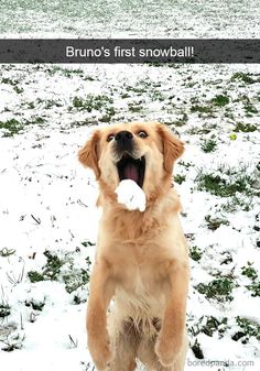 a dog standing in the snow with its mouth open