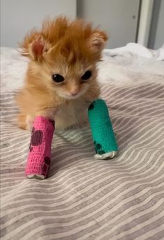 an orange kitten sitting on top of a bed next to two crocheted toys