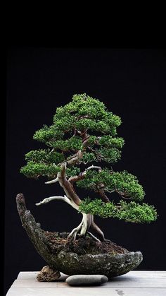 a bonsai tree sitting on top of a rock