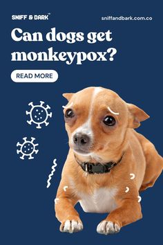 Can dogs get monkeypox? Uncover the facts about this viral disease and its impact on our furry friends in our blog post. Read more at sniffandbark.com.co! Pet Safe, Facts About, Disease, Read More, Canning