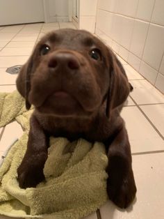 a brown dog laying on top of a towel covered in a yellow blanket and looking at the camera