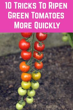 tomatoes hanging from a vine with text overlay reading 10 tricks to ripen green tomatoes more quickly