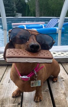 a dog wearing sunglasses and holding a book in its mouth while sitting on a deck