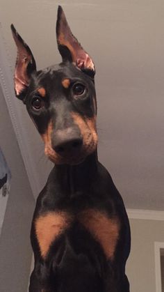 a black and brown dog sitting on top of a bed