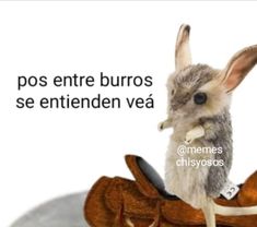 a rabbit sitting on top of a piece of bread with the caption, pos entre burros se entenden vea