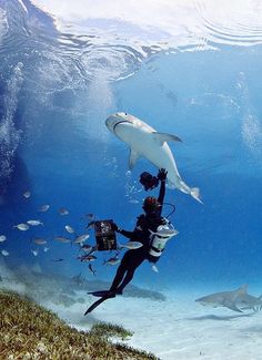 two people in scuba gear are under the water and one is holding up a large white shark