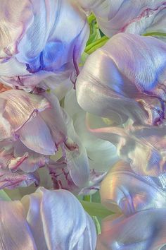 purple and white flowers with green stems in the background