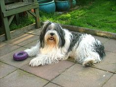 a black and white dog laying on the ground next to a purple toy in front of a bench