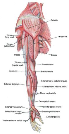 the muscles are labeled in this diagram