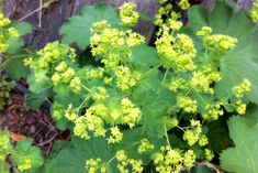 a plant with green leaves and yellow flowers in the ground next to a tree trunk