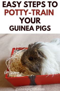 a guinea pig in a red box with text overlay reading easy steps to potty - train your guinea pigs