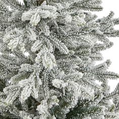 the branches of a pine tree are covered in white snow, against a white background