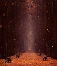 an empty park with benches and fallen leaves on the ground in front of it, surrounded by tall trees