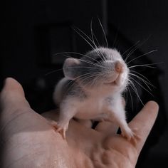 a small mouse sitting on the palm of someone's hand with it's front paws up