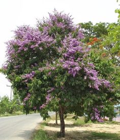 purple flowers are blooming on the tree next to the road