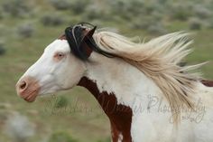 a brown and white horse with a black bridle on it's head