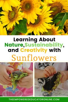 sunflowers with the title learning about nature, sustainability and creativity with sunflowers