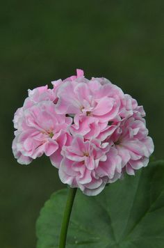 a pink flower with green leaves in the background