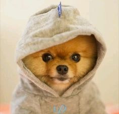 a small brown dog wearing a gray hoodie