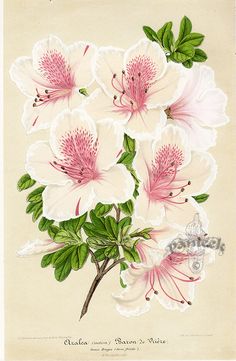 pink and white flowers with green leaves on a beige background, framed in a wooden frame