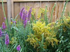 a garden filled with lots of purple and yellow flowers next to a wooden fence covered in grass