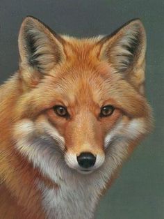 the fox portrait by asherfox on deviantart is displayed in an instagram