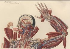 an image of the muscles and their functions in a medical drawing by john wyborn