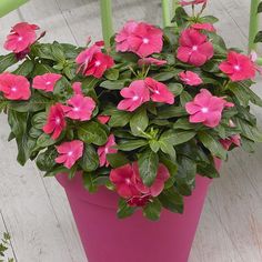 a potted plant with pink flowers sitting on a wooden floor next to a green chair