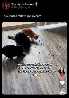 two cats eating food from the floor with caption that reads, take notes fellow cat owners