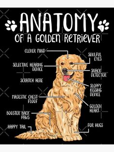 an anatomy of a golden retriever dog on a black background with the words anatomy