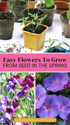 Get your spring gardening plans ready with our easy flowers to grow from seed ideas! If you love perennial flowers that come up every year, add these flower garden suggestion to your spring garden list for beautiful blooms all summer long. Find the best flowers to grow from seeds easily without losing your mind. Gardening tips for avid or beginner gardeners. Here are the 12 easiest flowers to grow from seed, planted in the spring and flourish and bloom in the summer. Easy Flowers To Grow, Perfect Garden Layout, Garden List, Spring Vegetable Garden, Easiest Flowers To Grow, Small Flower Gardens, Garden Perennials, Backyard Flowers Garden, Grow From Seed