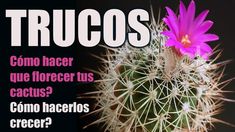 a pink flower sitting on top of a cactus next to the words trucos