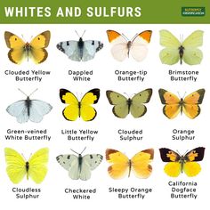 the different types of butterflies that are in their natural habitat, including white and yellow