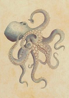 an octopus is depicted in this drawing