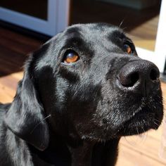 a close up of a black dog with an orange eye looking at something in the distance