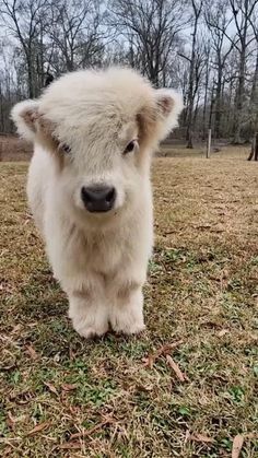 a baby sheep standing on top of a grass covered field