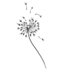 a dandelion drawing on a white background