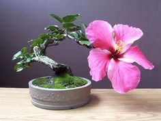 a pink flower sitting on top of a wooden table next to a potted plant