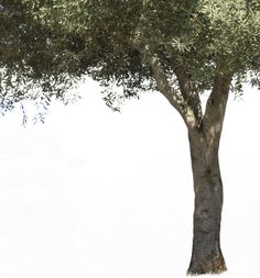 an olive tree with lots of green leaves