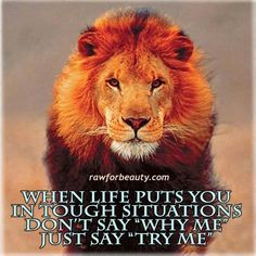 a lion with an inspirational quote on it's face and the words, when life puts you in touch situation don't say why me just say try