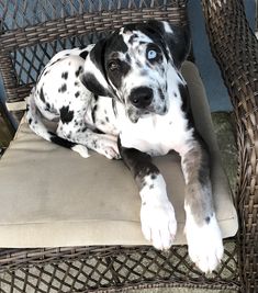 a black and white dog laying on top of a chair