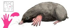 an illustration of a rat with its hand on it's face and hands reaching out to the rat