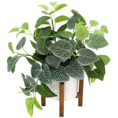 a potted plant with green leaves on a wooden stand in front of a white background