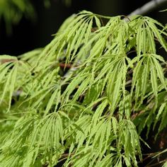 a close up of a tree with green leaves