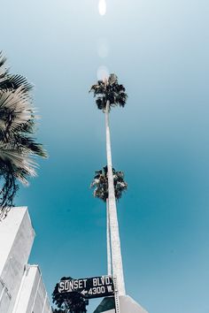 a tall palm tree sitting next to a street sign