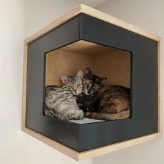 two cats laying in a cat house on top of a wall next to each other